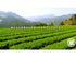 Yamecha sencha green tea (100g) tea & tea accessories